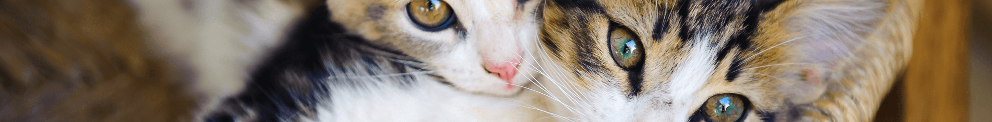 Rescues And Shelters Riverside Cat Hospital Okemos Mi