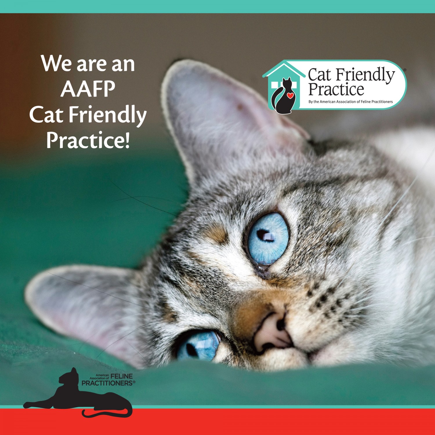 Cat Friendly Practice Cat Friendly Practice