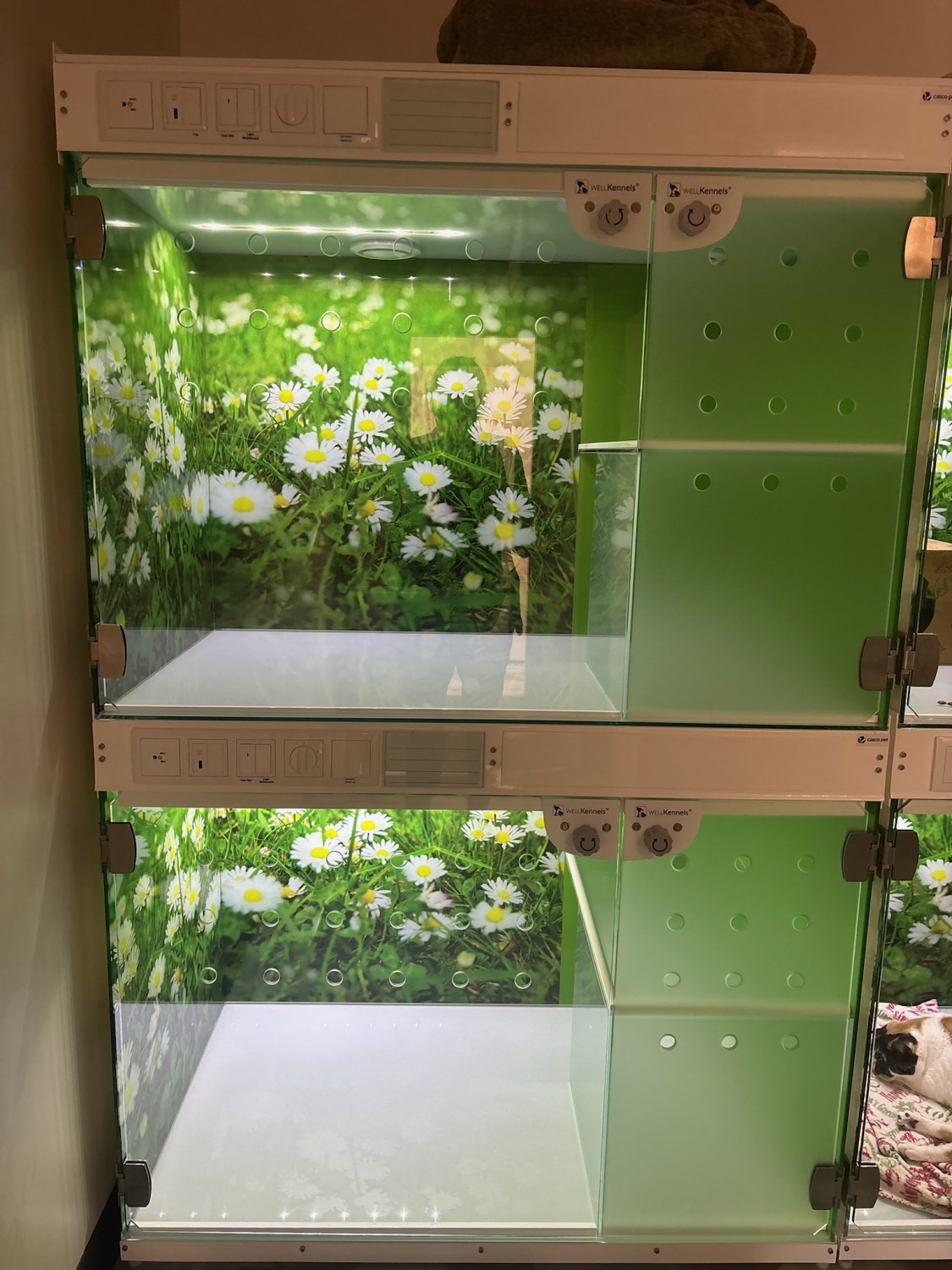 Overnight Kitty Suites