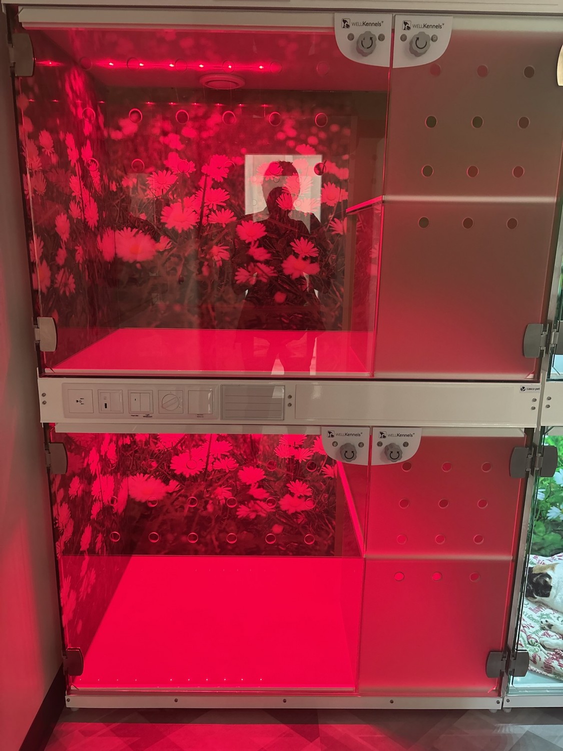 Overnight Kitty Suites