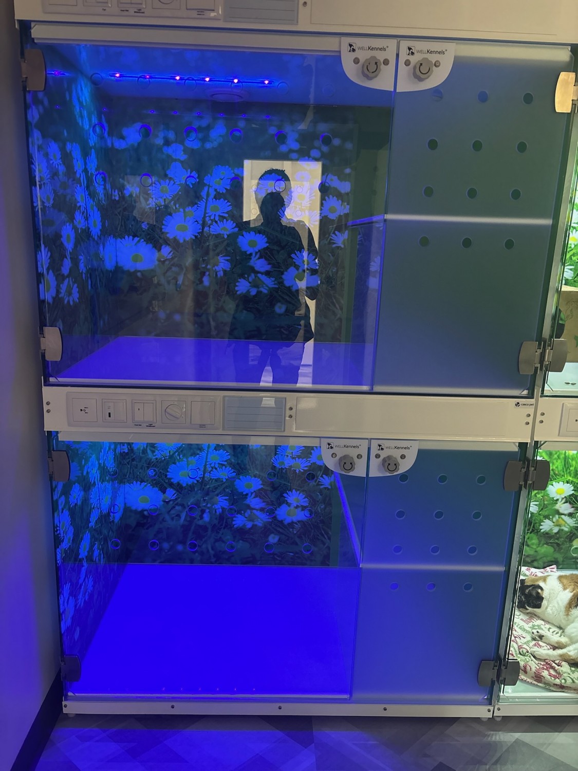 Overnight Kitty Suites